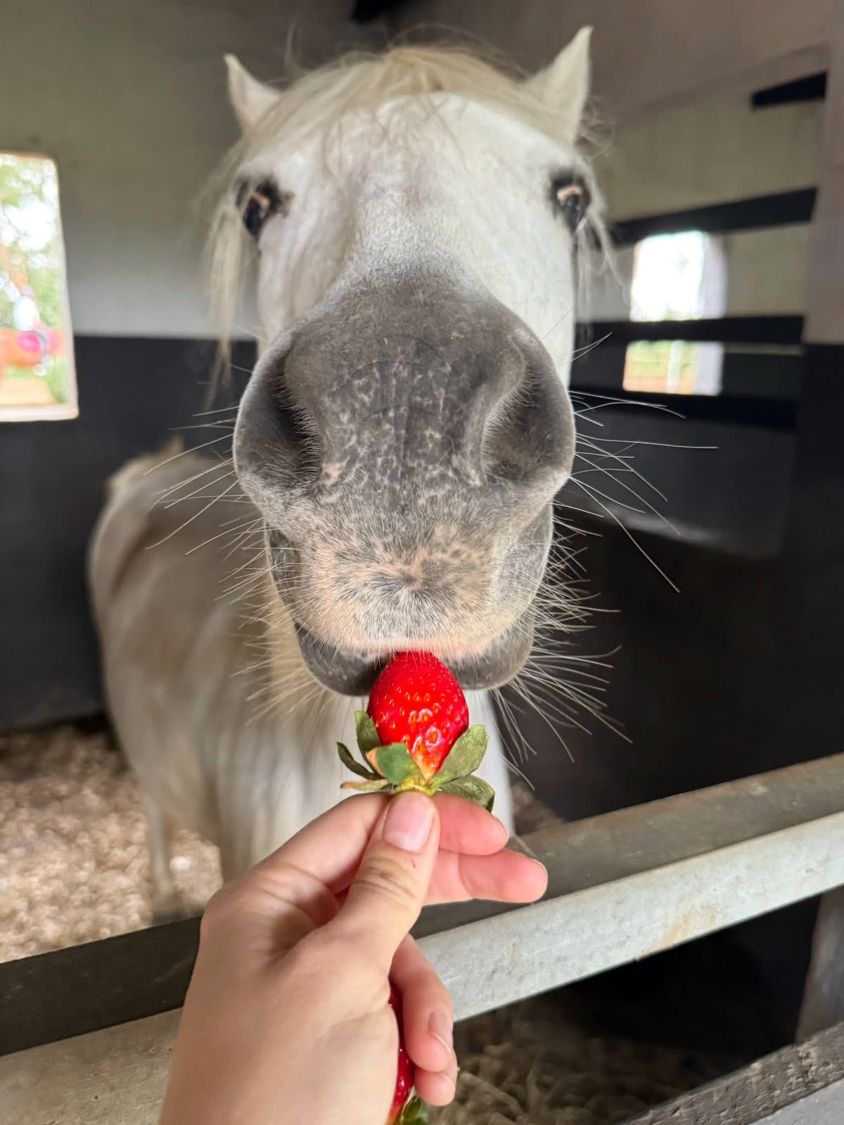 A pony being fed a strawberry by a child